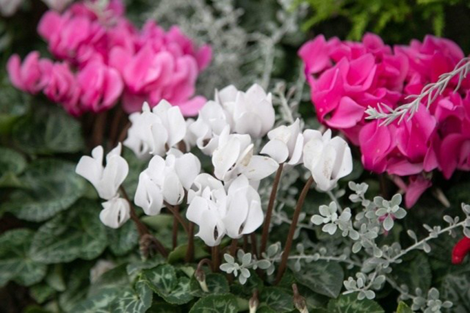 �V�N������